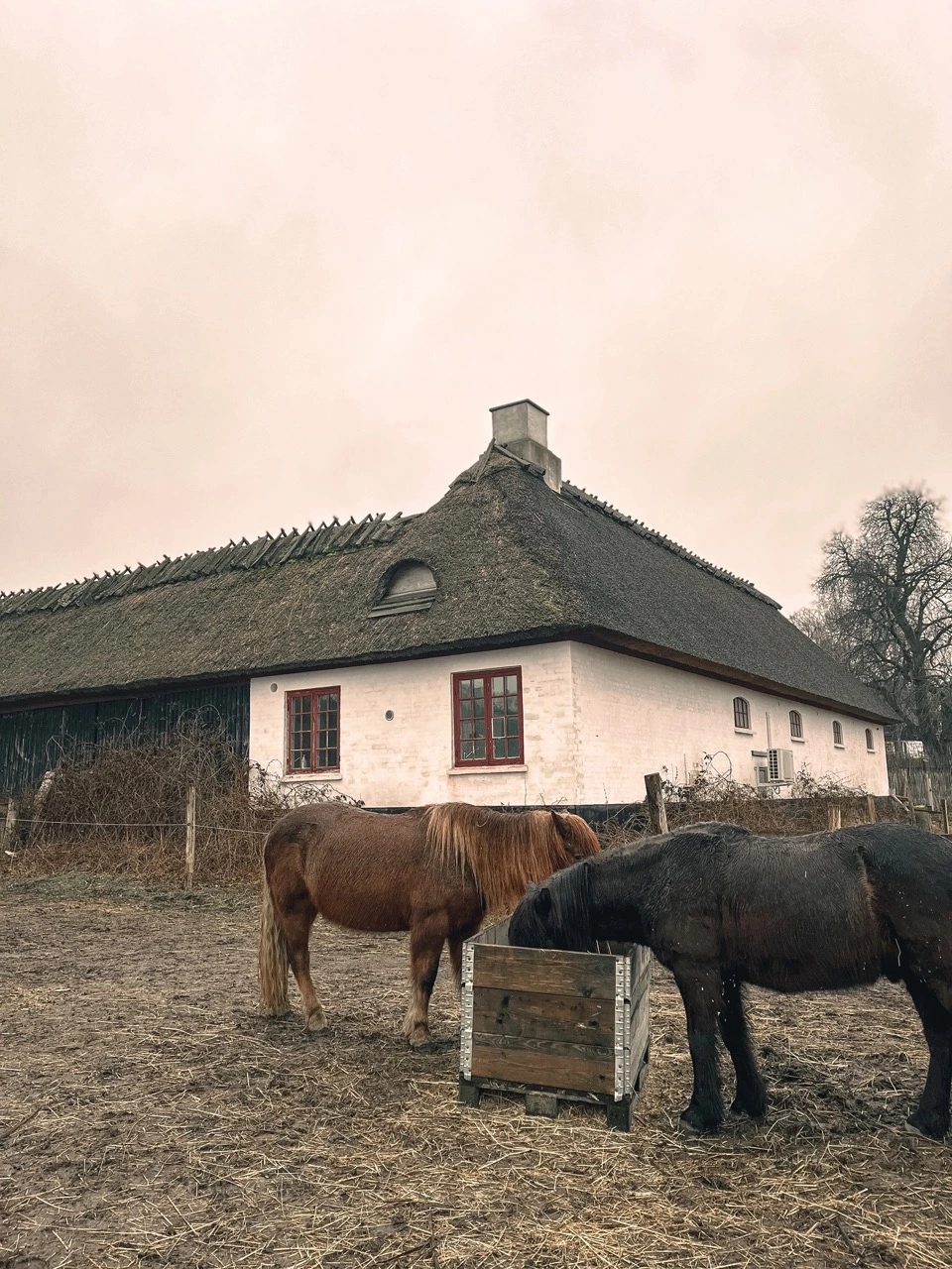 Danish Horses