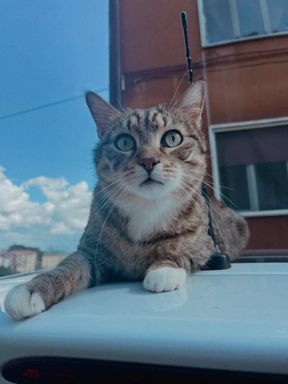 Italian Cat