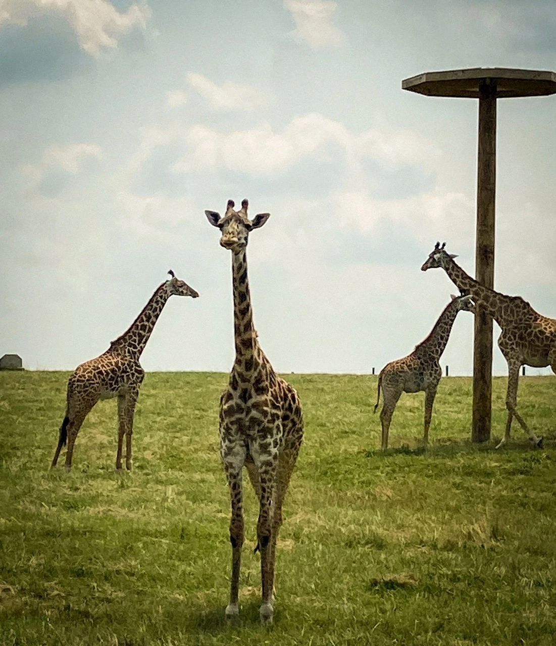 Giraffes