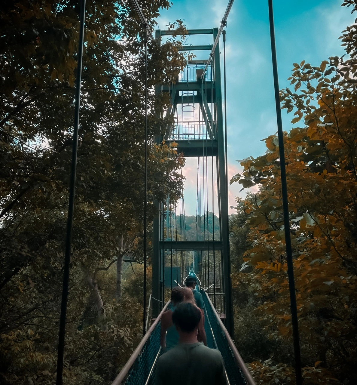 MacRitchie Trail in Singapore